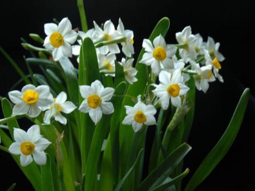 盘点世界各国国花你最喜欢哪种,盘点各国国花