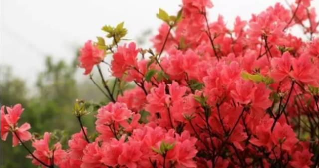 中国十大名花排行哪个是你的最爱,你知道中国十大名花是什么花吗