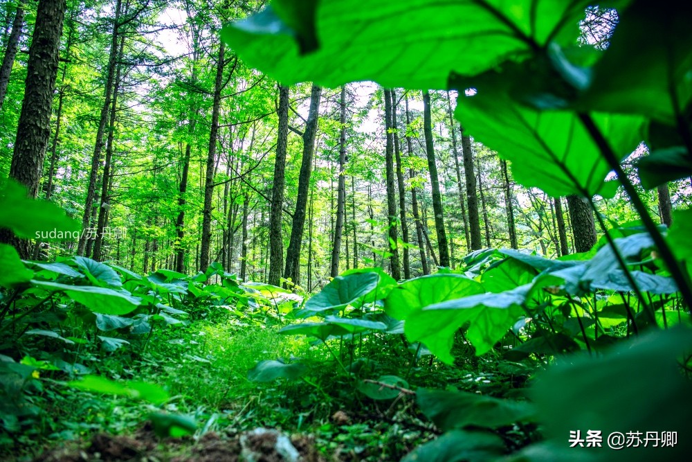 最美神都洛阳,古都洛阳一道靓丽的优美风景线