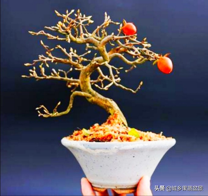 三十多年经验教你制作掌上树桩盆景，形态小巧，造型玲珑别致