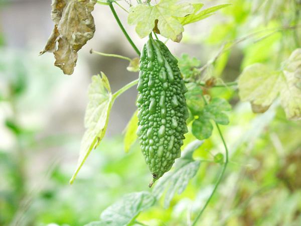 冷知识精选1,苦瓜的冷知识大全