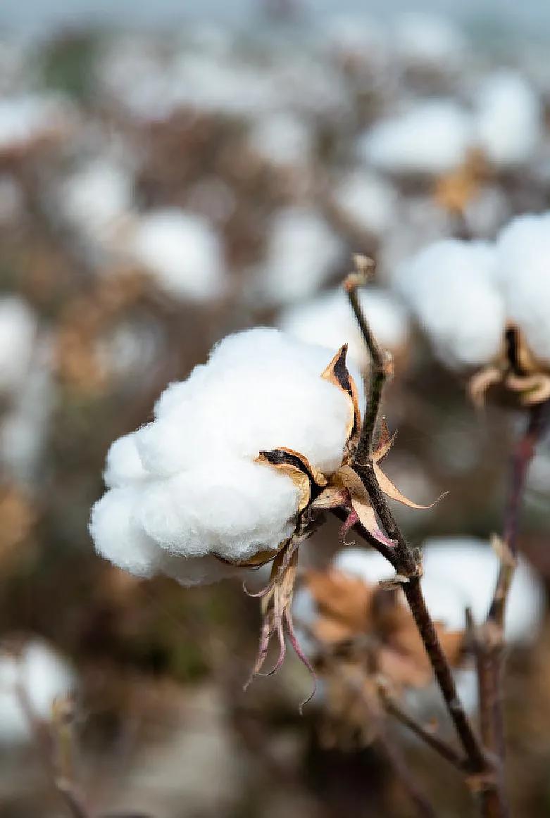 服装选择与推荐,小众衣服怎么挑选好品牌