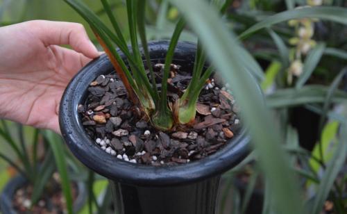 什么肥料促进叶片油亮,什么肥能让叶面油亮