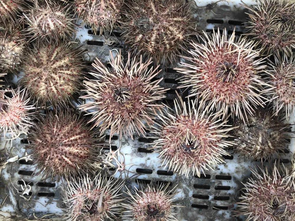 威海100元一斤的海鲜,六月份威海海鲜价格