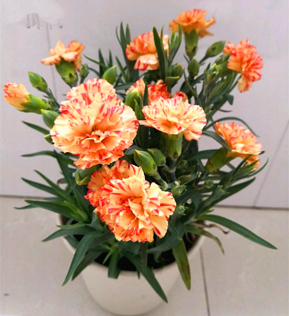 康乃馨要怎么养护才能开花,详解康乃馨养护技巧