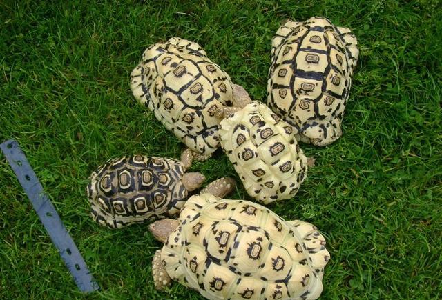 能允许养殖的陆龟,陆龟养殖环境越大越好吗