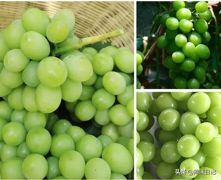 青印香提怎么挑选,青印香提为什么这么甜