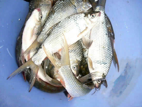 广东钓土鲮鱼用多大的子线和钩子,南宁用什么饵料钓土鲮