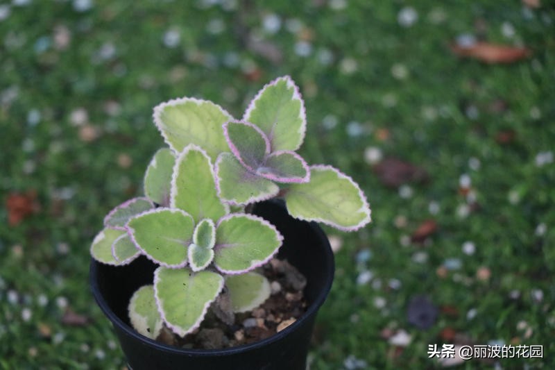 香妃碰碰香,带香味的花卉碰碰香