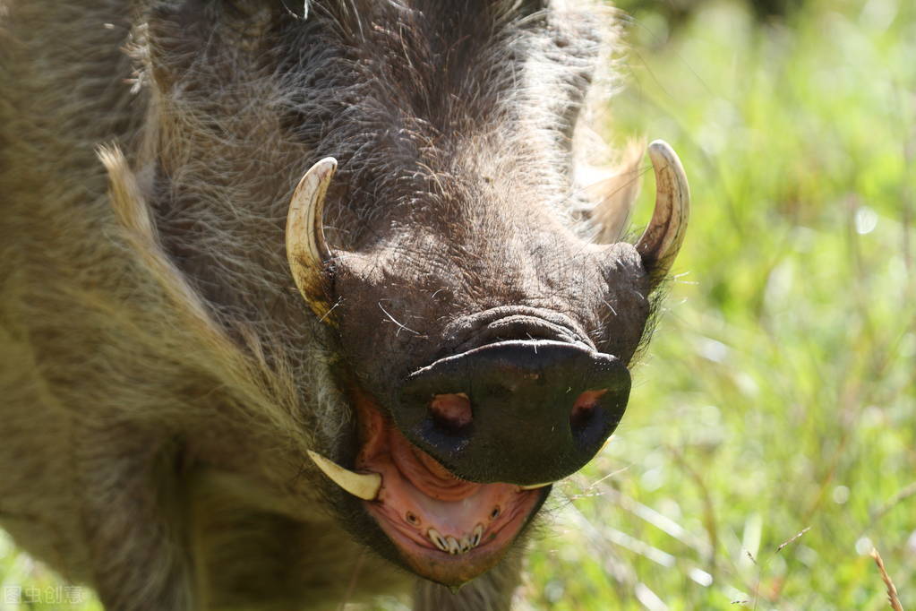 野猪来了用鞭炮怎么驱赶野猪,野猪毁坏庄稼如何驱赶野猪怕什么