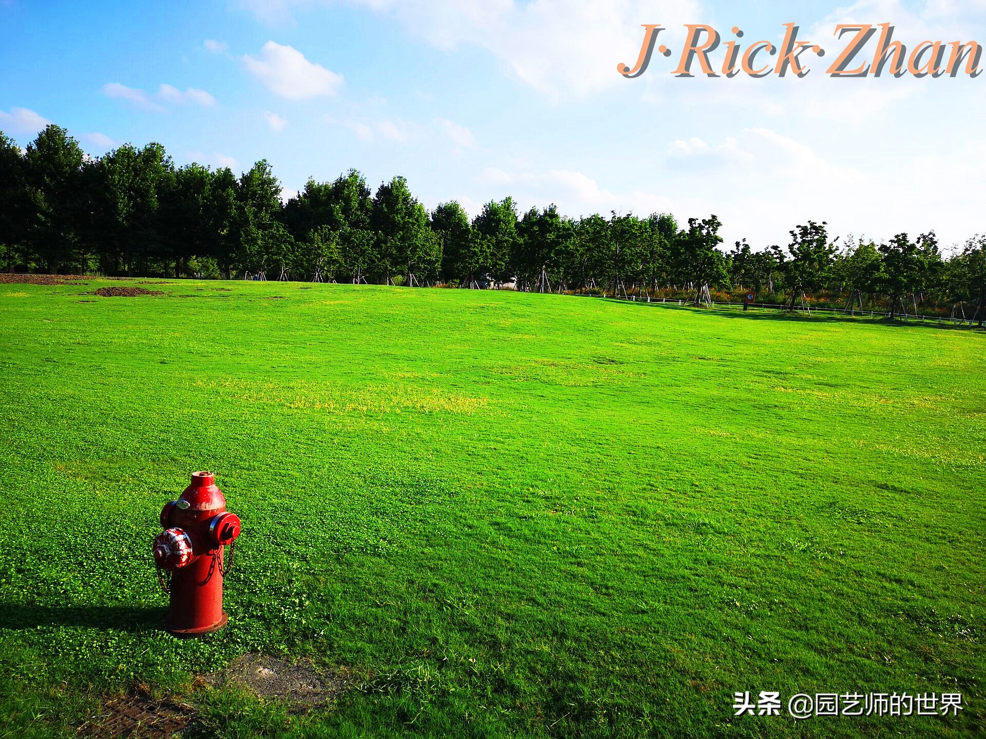 怎样种植草坪技术,果岭草坪的种植养护方法及技巧
