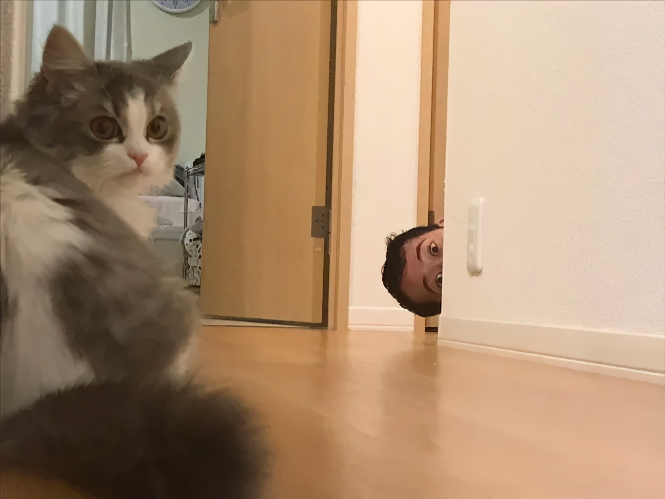 卑微的两脚兽，欢迎来到喵星人的世界