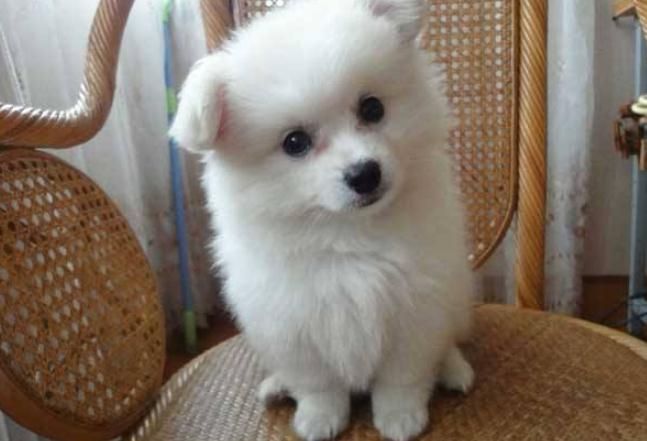 什么狗最好养又听话又便宜中型犬,什么狗不咬人又听话可爱又最好养