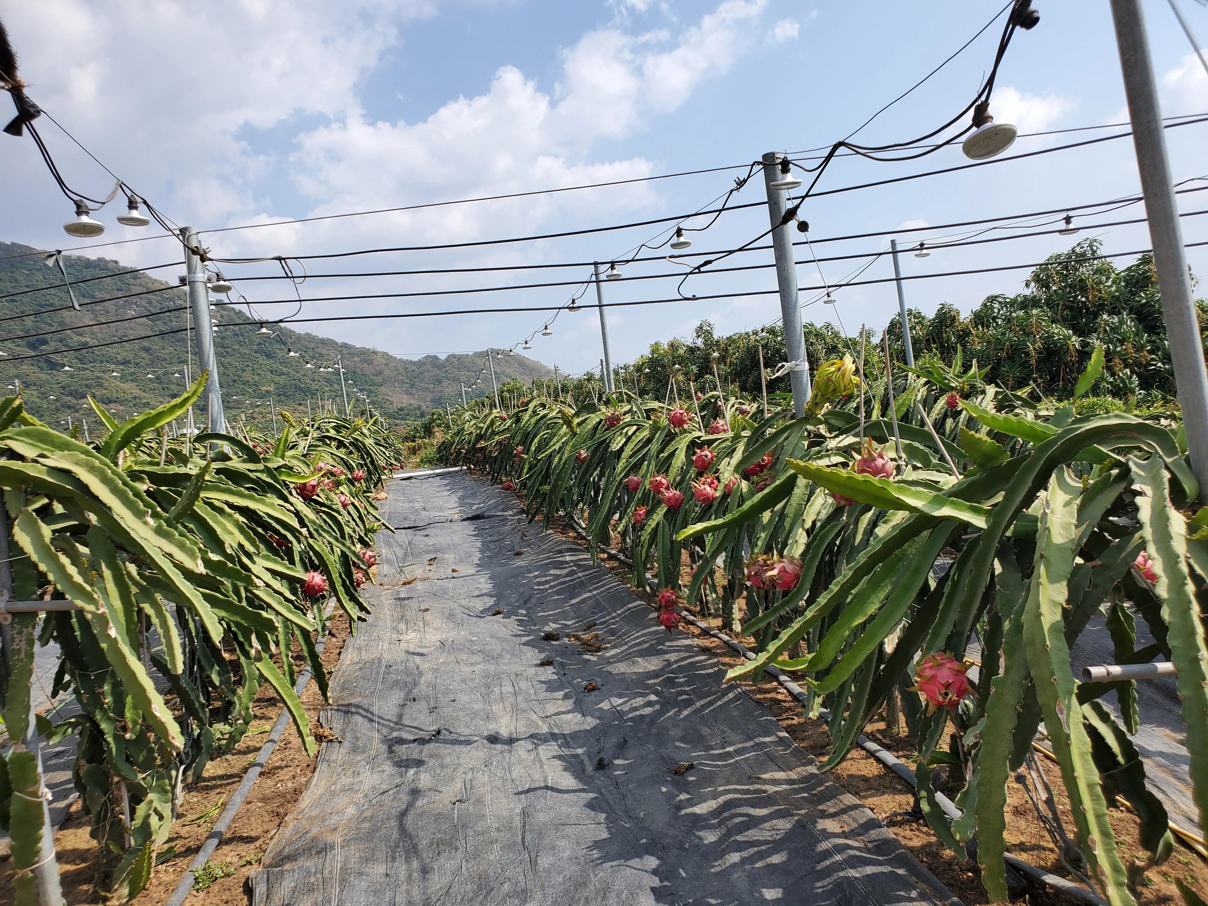 这个冬天我就要去旅行,来三亚享受着冬天里的夏天吧