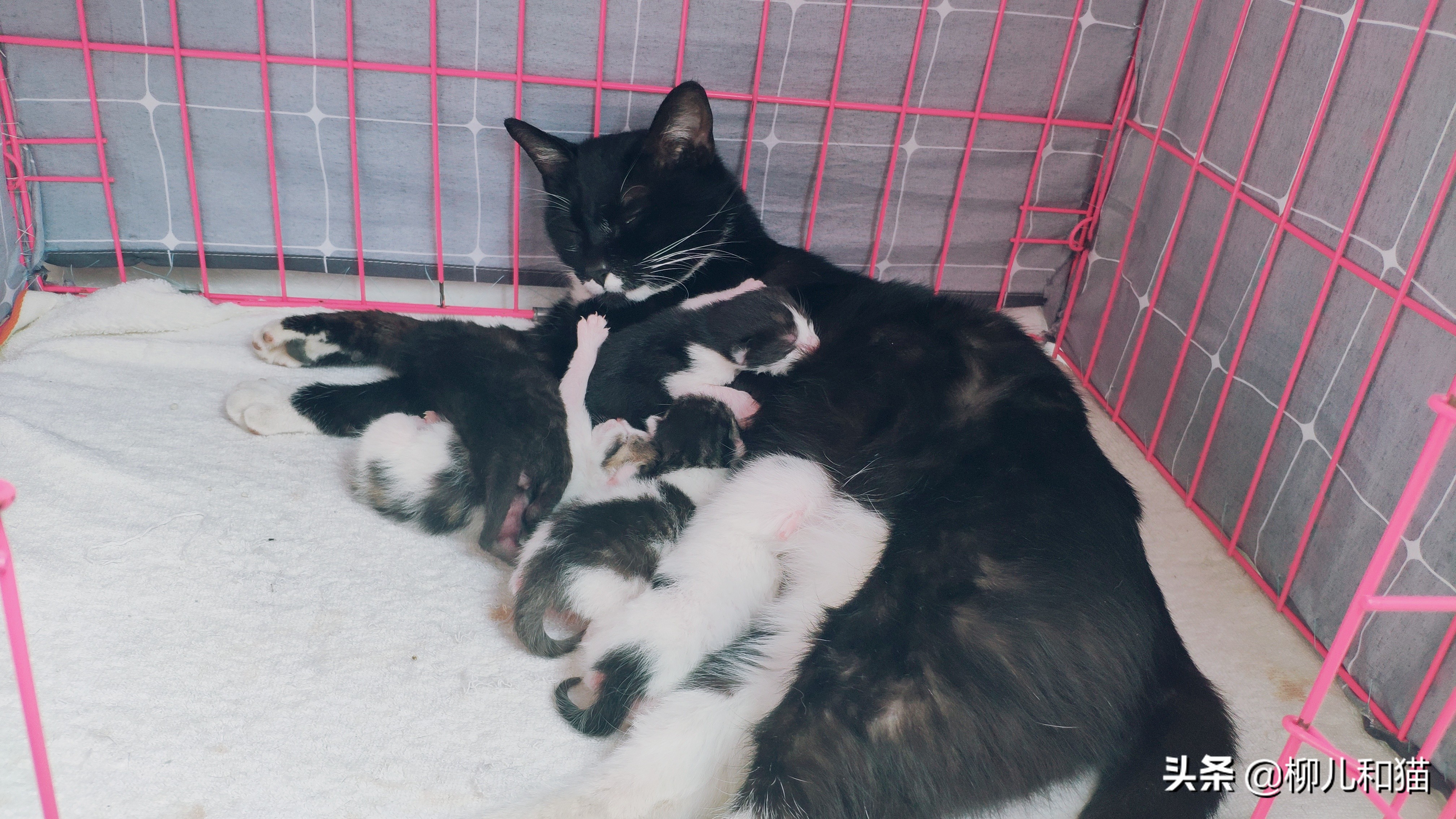 母猫产后便秘咋治,母猫产后便秘怎么办