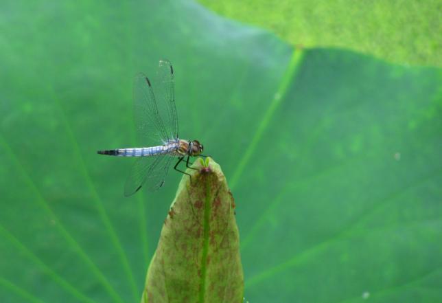 古人写动物的诗句有鸣叫的蝉,昆虫的诗句最经典