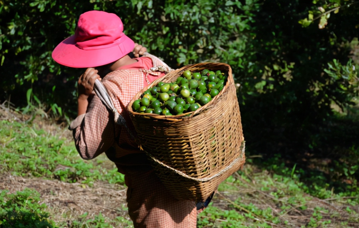 夏威夷果名不副实的坚果,云南夏威夷果世界第一名坚果