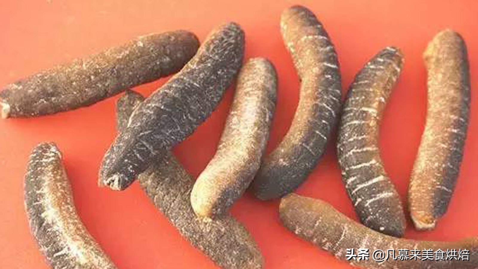 海参有多少种品种科普,海参品种齐全多种多样