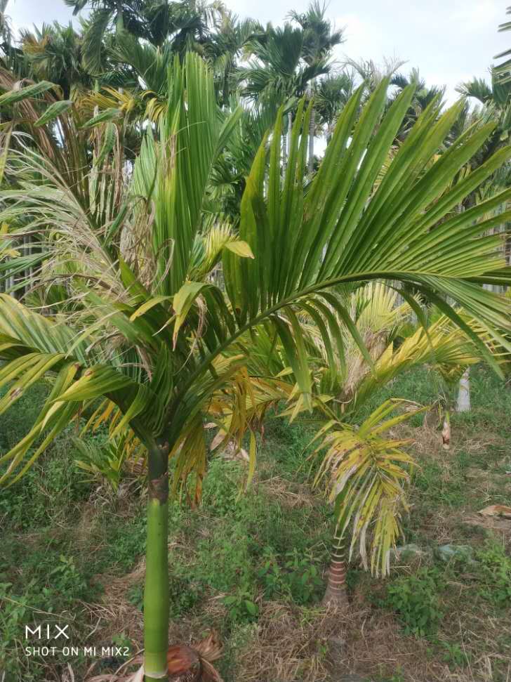 槟榔黄化传播速度有多快,槟榔黄化地还能重新种吗