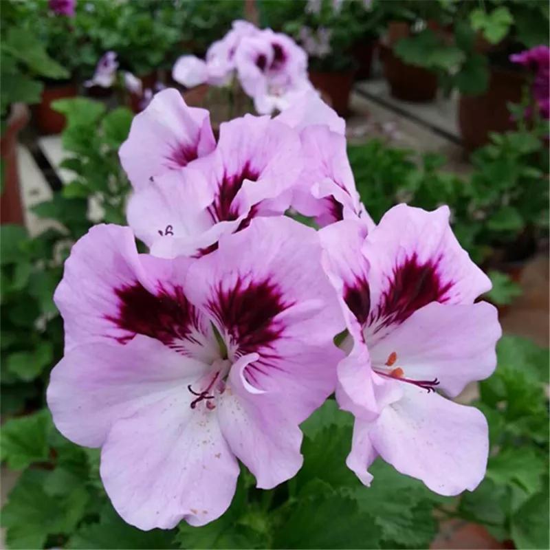 10种天竺葵,天竺葵100种图片大全