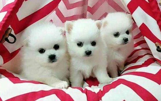 俊介犬和博美犬哪个好,俊介博美犬图片