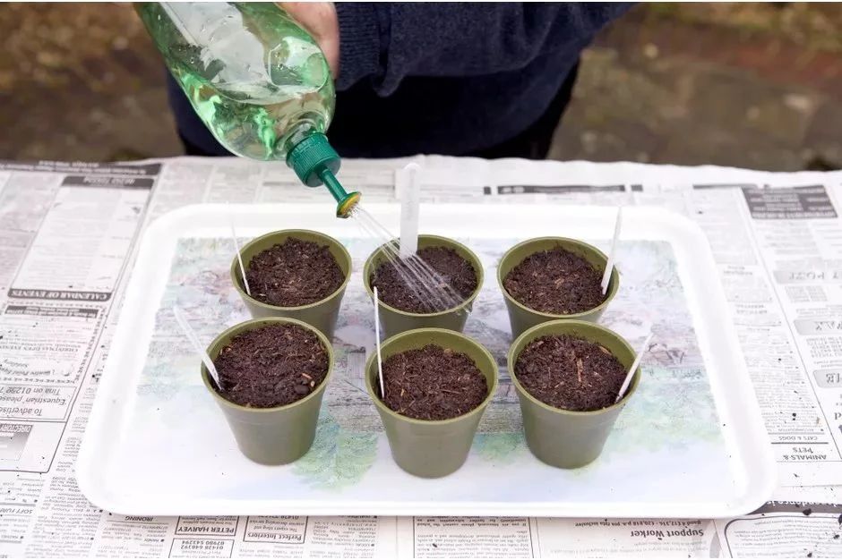 向日葵的盆栽种植方法,向日葵盆栽种植方法全过程