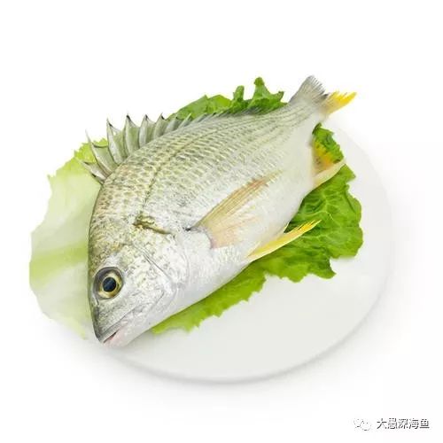 海钓米诺钓海鱼最好的方法视频,海钓什么海鱼最贵好钓