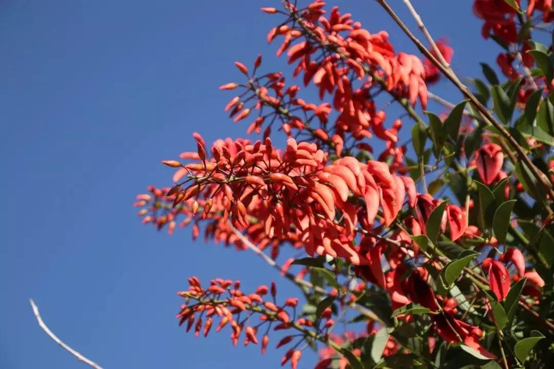 凉山州哪里可以赏花,西昌赏花攻略