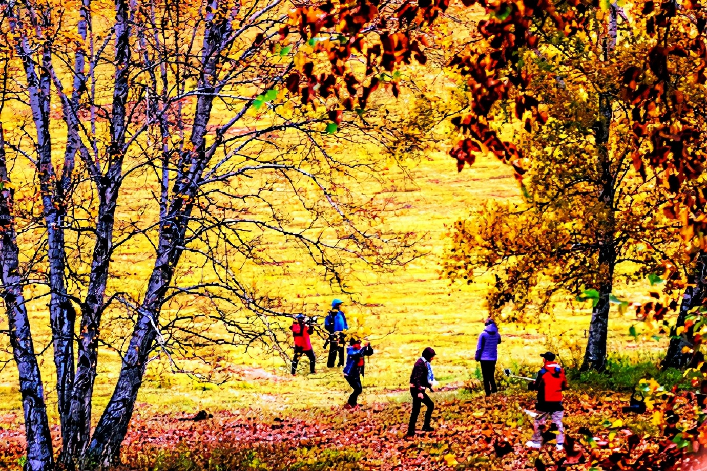 秋季最美的白桦林风景,坝上草原白桦林秋色图片