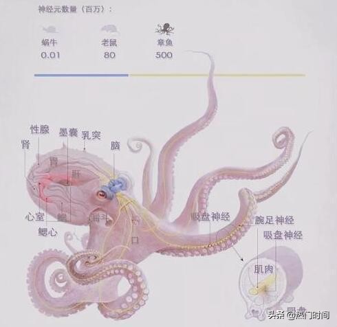 章鱼为什么会被称为外星动物,章鱼果真是外星生物吗