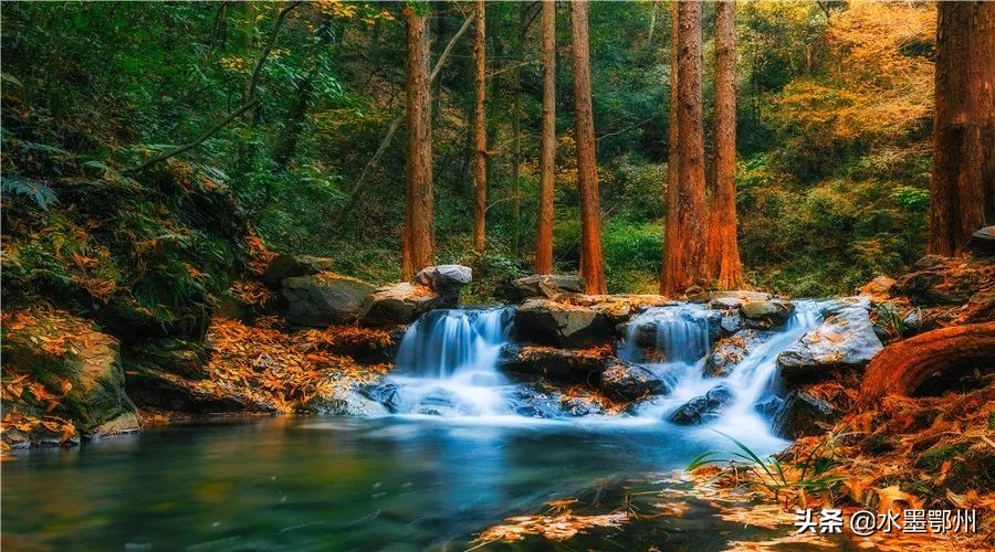 元曲|《天净沙·秋》：辞柯霜叶，飞来就我题红