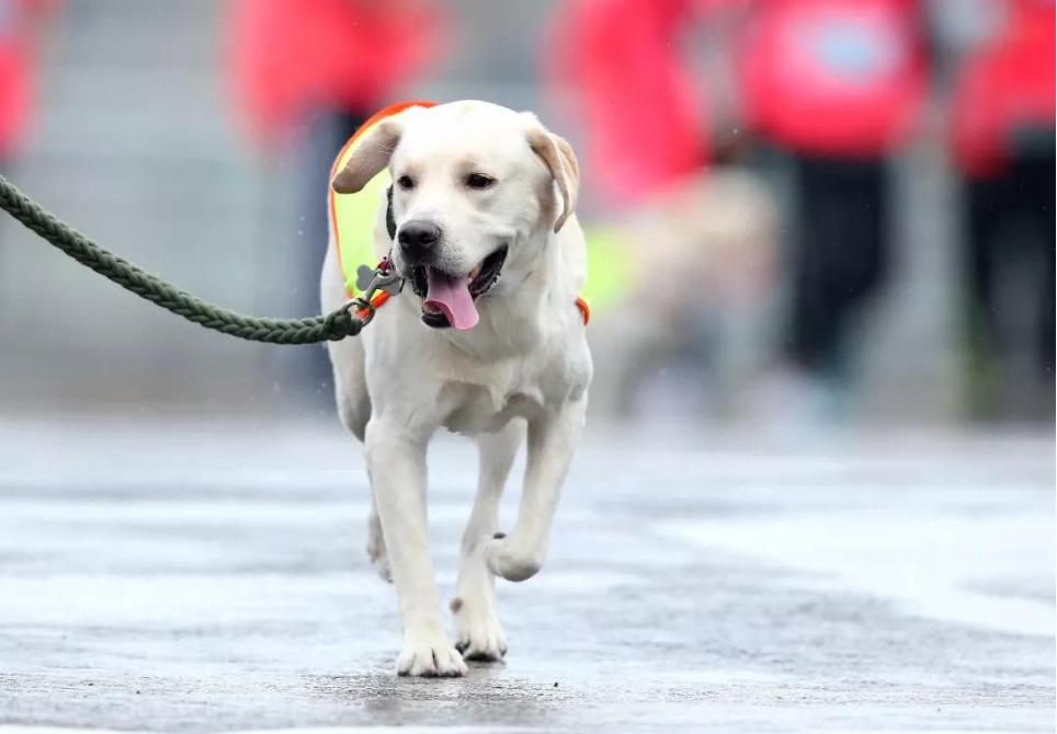 十种最好养的狗狗优缺点,外表凶猛内在温柔的狗狗