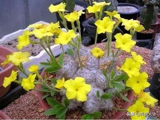 世界名贵花图片大全集,世界上最漂亮名贵的花卉