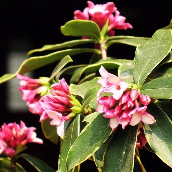 全部金木水火土五行五系植物介绍,五种植物代表五行