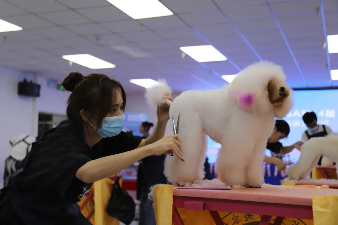 成绩公布！“品谱杯”GPGA第14届宠物美容师资格鉴定考试