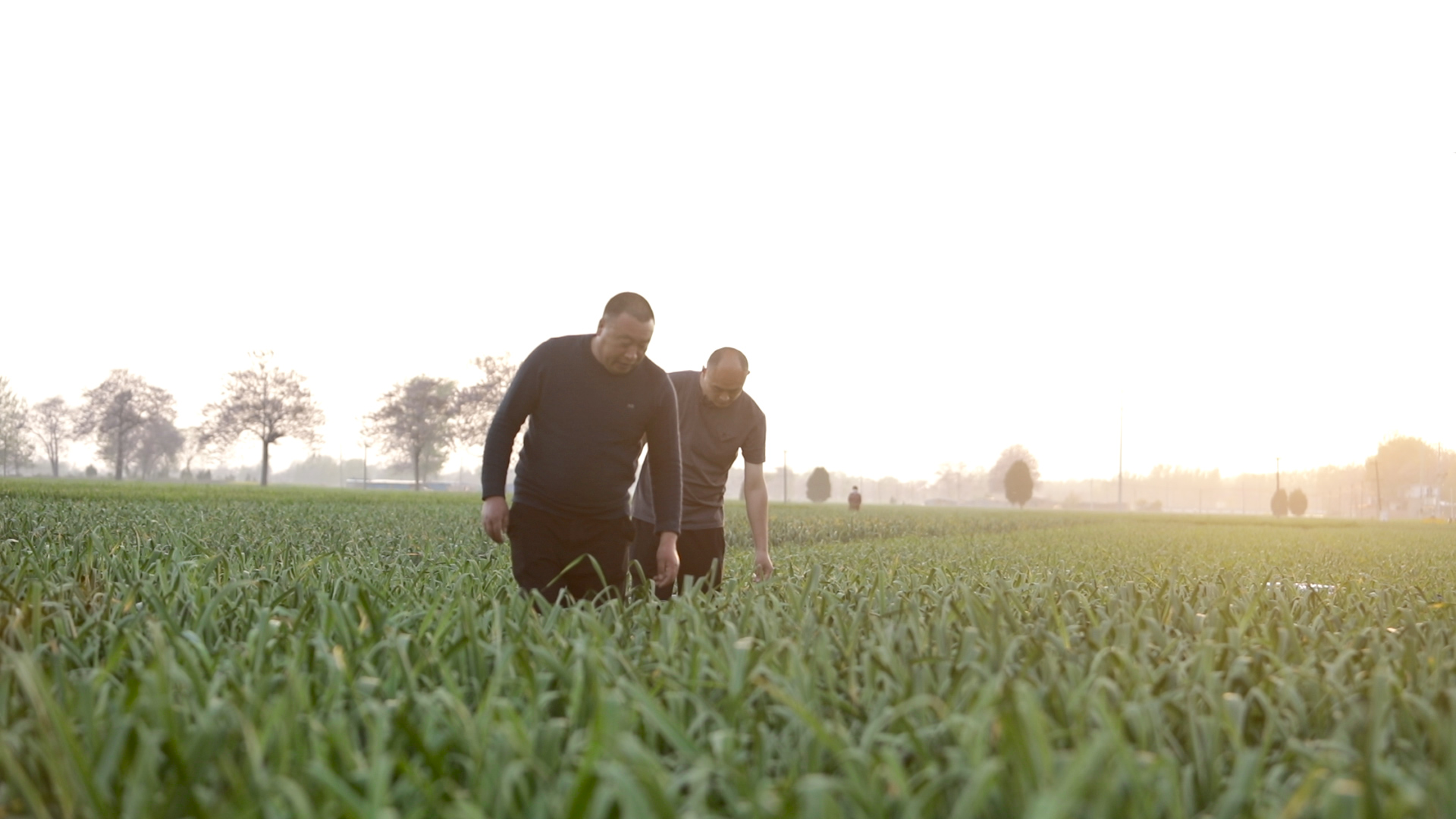 今年云南大蒜是增产还是减产,大蒜控旺打什么药