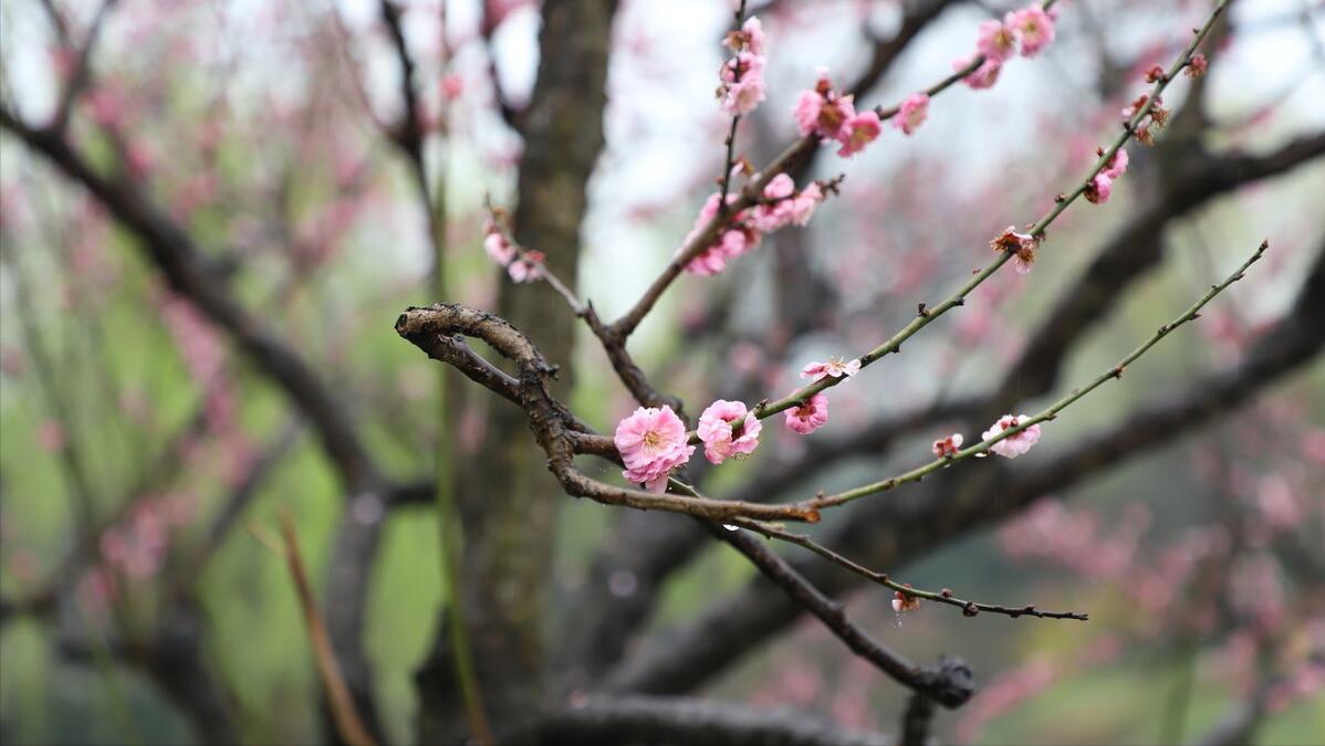 关于雨水节气的古诗大全10首,雨水节气经典古诗词篇