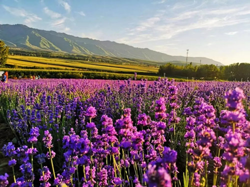 桉树精油科普,每个精油有什么区别