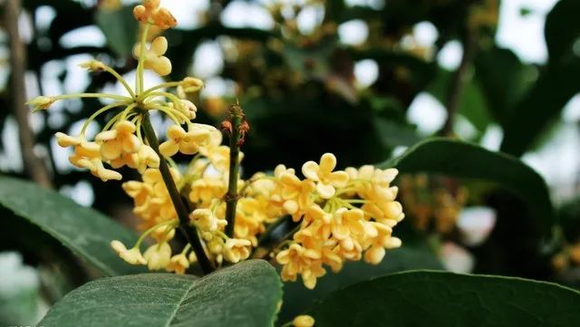 立秋，立秋！这43件事，上海人必须要去做