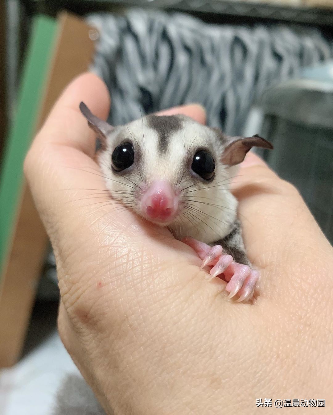 蜜袋鼯为什么不建议饲养,正确蜜袋鼯的饲养方法