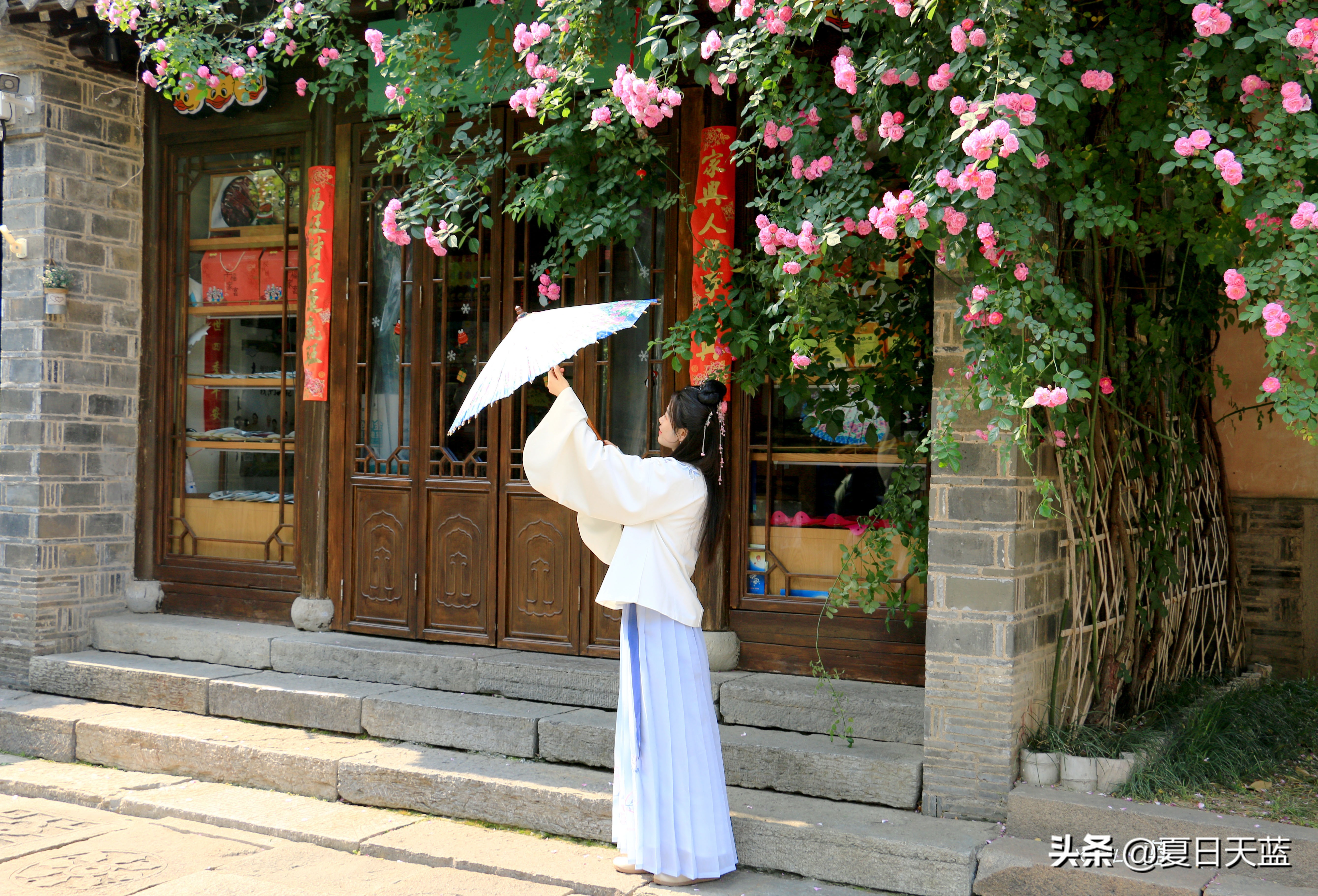 老门东蔷薇高清图片,老门东蔷薇花人像