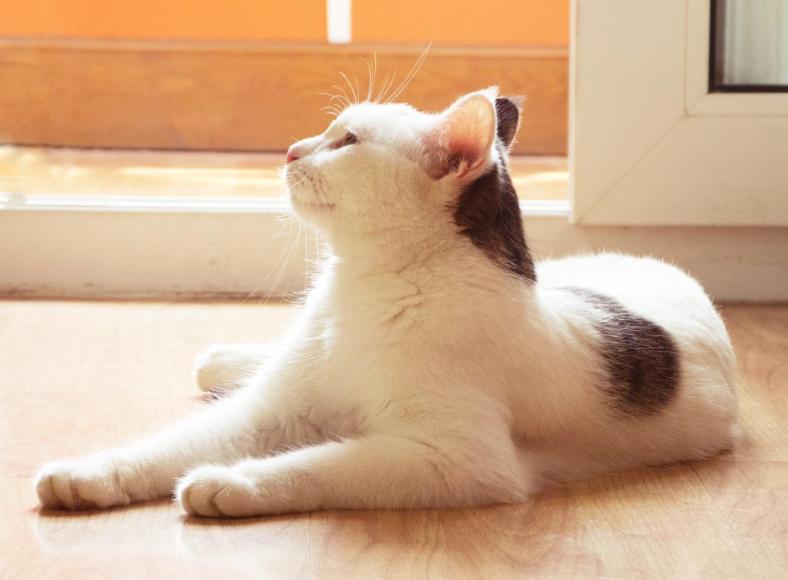 猫咪第一次单独在家是什么样的,猫咪自己在家的时候一般在干什么