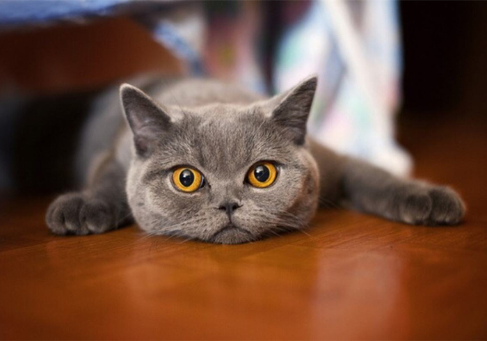 猫咪乱拉乱尿是不是猫砂盆没清理,猫咪乱拉乱尿能打吗