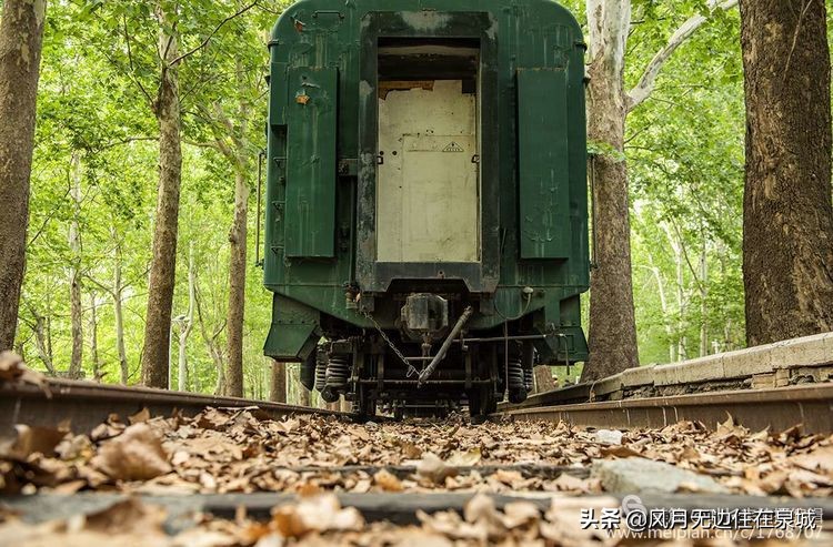 济南的法国梧桐,济南梧桐树美景