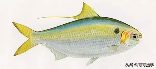 你不知道的海洋里面有什么,十种你没见过的海洋生物