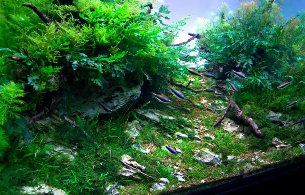 三角形构图水族造景,水族造景构图黄金比例