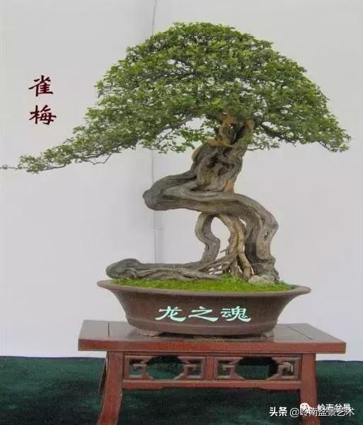 最美的100盆雀梅盆景,雀梅盆景第一年修剪视频