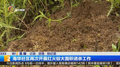 “一旦蚁群吞食诱饵，12个小时后就会出现大面积死亡！”昆明这个社区再次开展红火蚁诱杀工作