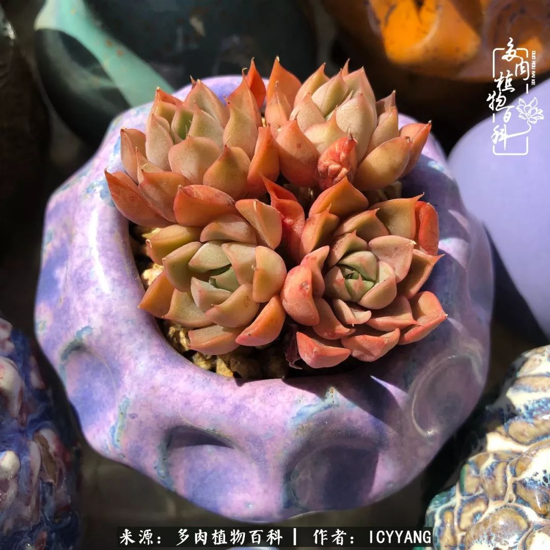 多肉隔着玻璃晒太阳效果好吗,隔着玻璃养的多肉照样长得好