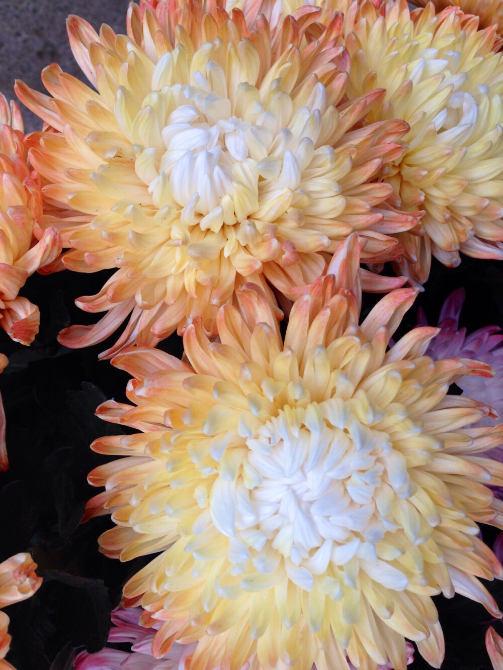 白居易最能体现人生历程的五首诗,白居易最省钱的一首诗